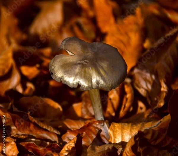 Obraz mushroom in the forest