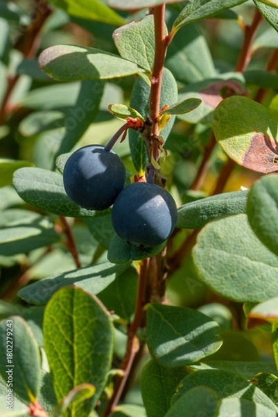 Obraz Heidelbeeren 