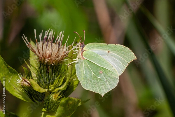 Obraz Zitronenfalter