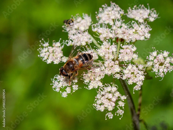 Obraz Biene auf Doldenblütler