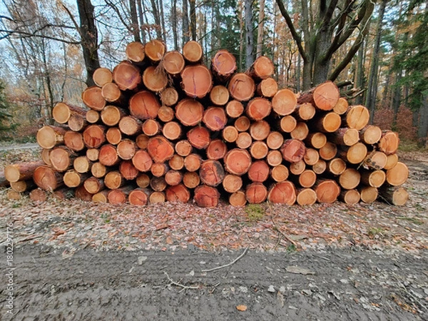 Obraz A pile of logs sitting on top of a dirt road