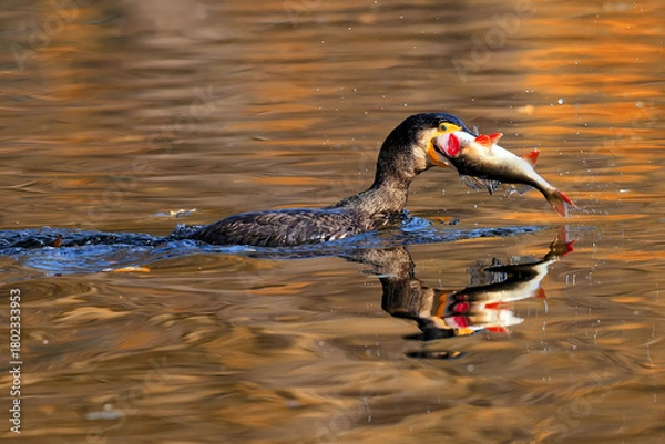 Obraz Kormoran auf  dem Teich