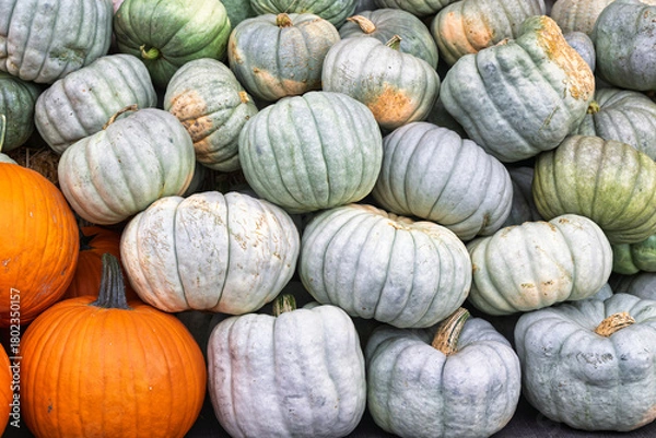 Obraz 2023-12-31 A PILE OF LIGHT COLORED PUMPKINS AND TWO ORANGE ONES FOR A BACKGROUND SHOT ON BAINBRIDGE ISLAND WASHINGTON