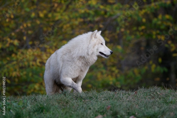 Fototapeta Loup arctique