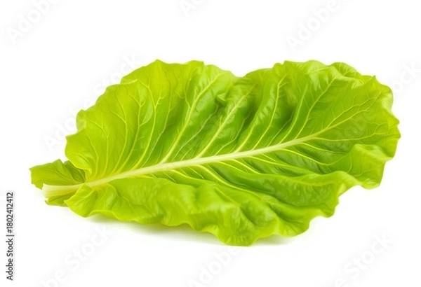 Obraz Single vibrant green lettuce leaf, crisp and fresh, isolated on pure white,  leaf,  white background
