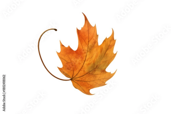 Fototapeta Golden maple leaf falling, symbolizing autumn season change, natural foliage element with transparent background