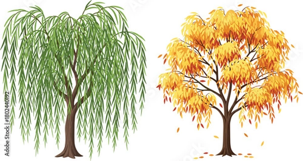 Obraz Willow tree, autumn tree, seasonal foliage, leaf color change, nature contrast, tree species, fall season, landscape vector, educational illustration, cad drawing