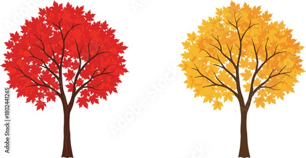 Obraz Autumn tree, fall foliage, red leaves, yellow leaves, seasonal change, nature illustration, deciduous tree, vector art, botanical drawing, landscape design