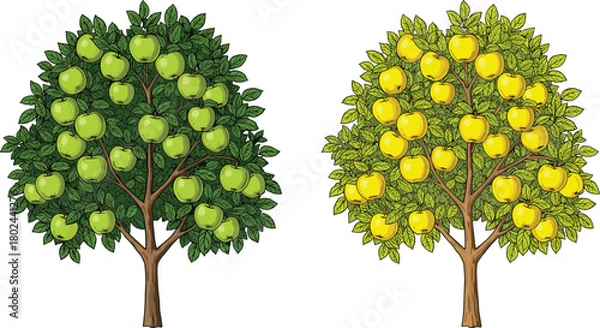 Obraz Green apple tree, yellow apple tree, fruit orchard, apple harvest, botanical illustration, nature farming, agriculture concept, seasonal produce, vector art