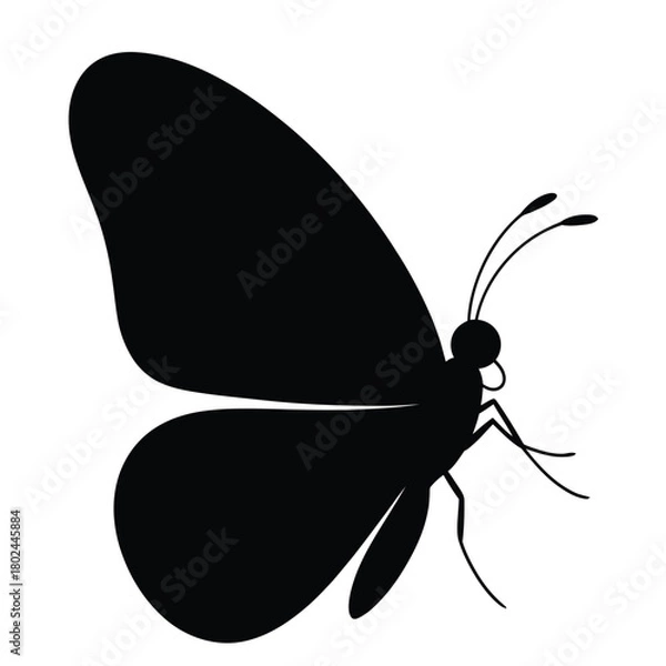 Fototapeta A captivating butterfly silhouette with intricate wing patterns, isolated on, showcasing the beauty and elegance of natures delicate creatures