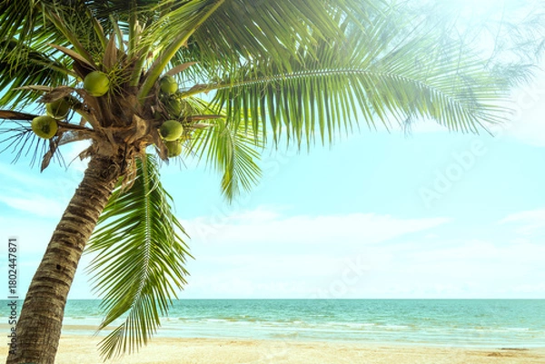 Fototapeta Palm tree and tropical beach