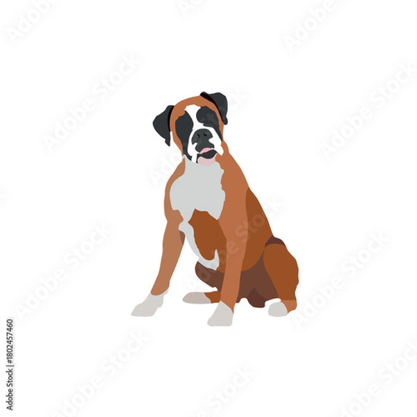 Fototapeta boxer dog isolated on white background vector.eps