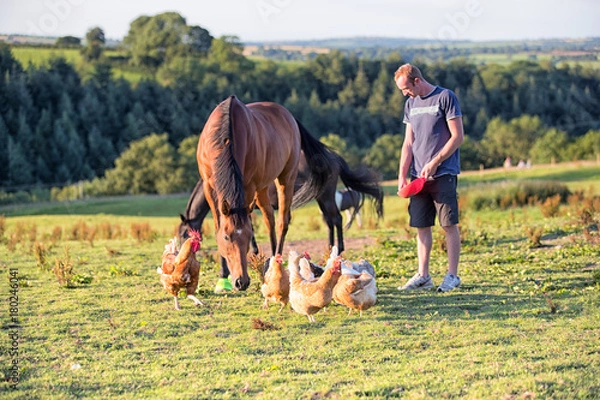 Obraz Mężczyzna karmi kurczaki z wolnego wybiegu i konia na farmie w Walii