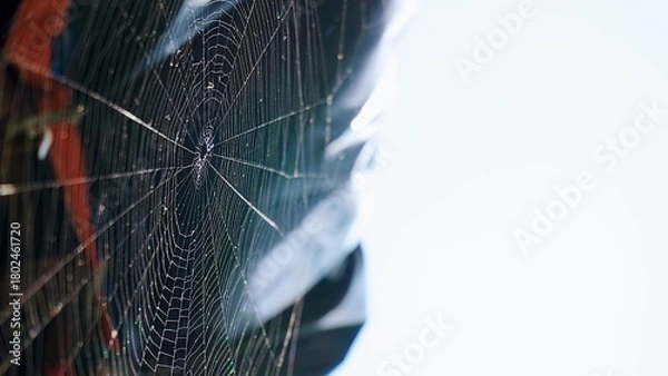 Obraz Sprider web black and white
