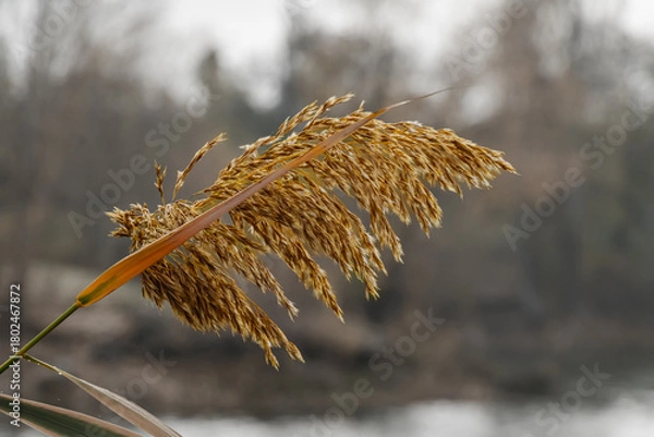 Fototapeta Golden grasses sway gently by the riverside during a tranquil autumn afternoon, creating a serene and peaceful atmosphere in nature