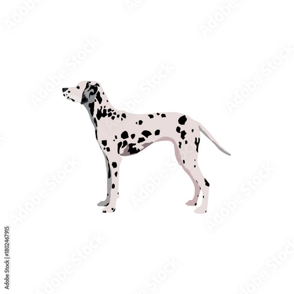 Fototapeta Dalmatian dog breed vector isolated on white background.eps