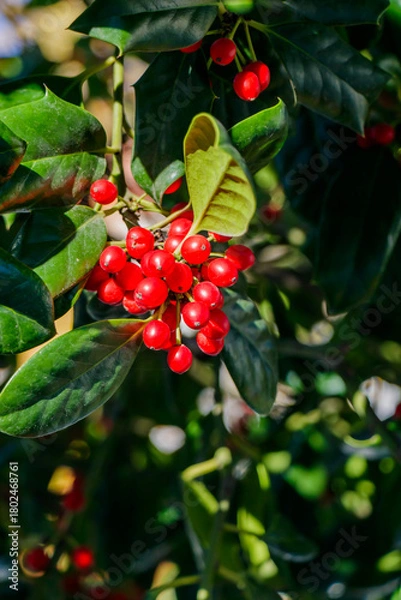 Fototapeta Red berries grow in clusters on a vibrant green plant in a sunny garden during daytime while sunlight filters through the leaves