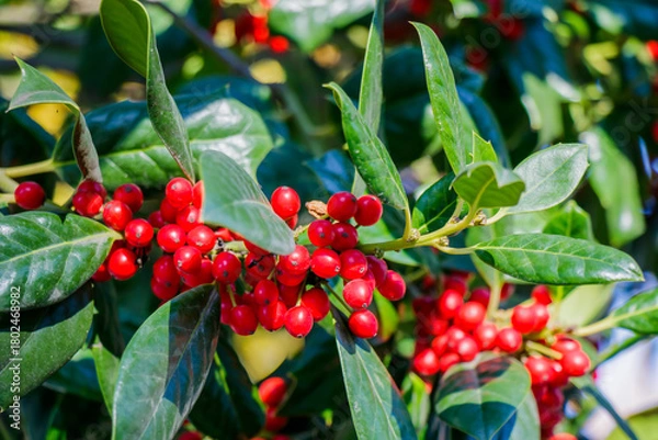 Fototapeta In a vibrant garden basking in the warm sunlight, bright red berries stand out beautifully against the glossy green leaves