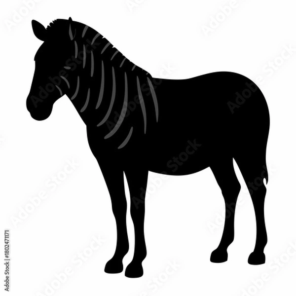 Fototapeta Simple black and white graphic illustration of a zebra standing still