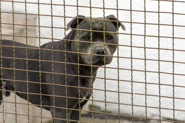 Fototapeta the head of a dog of the fighting breed pitbulterier behind a wire fence