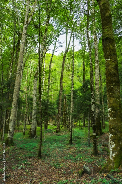 Fototapeta Trees in a deep forest. Forest environment