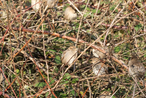 Obraz Several house sparrows Passer domesticus huddle together in a bramble thicket. The birds rest in the warm sunlight among the dense branches.