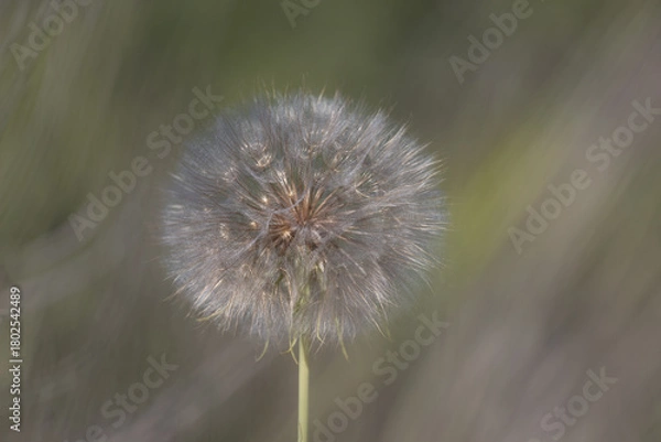 Obraz Dandelion in bloom