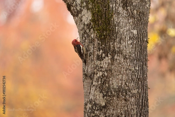 Obraz Red-breasted Sapsucker