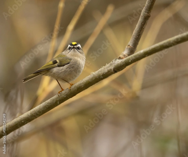 Obraz Golden-crowned Kinglet