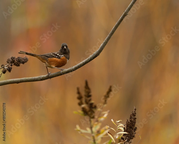 Obraz Spotted Towhee in fall colors