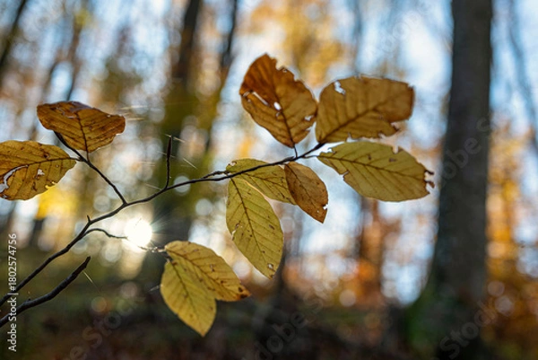 Fototapeta Sunlit autumn leaves with soft background bokeh
Branch with warm-toned autumn leaves illuminated by sunlight against a blurred forest background.
