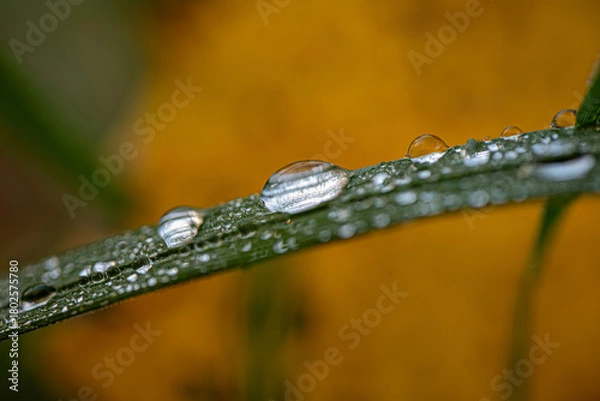 Fototapeta Dew dops resting on a green grass blade in soft light
Close-up of dew drops resting on a single grass blade with a smooth, softly colored background.

