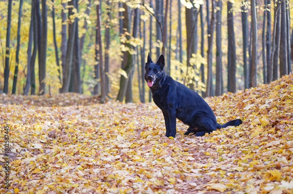 Obraz Black German shepherd in the forest