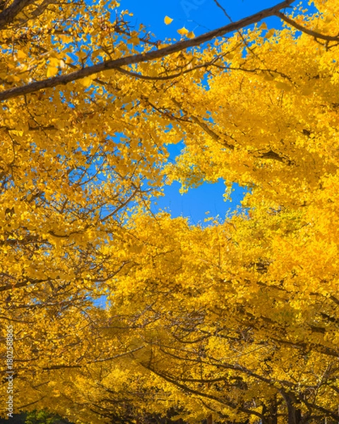 Fototapeta A low angle view of golden ginkgo leaves against a clear blue sky in autumn (Tokyo, Japan)