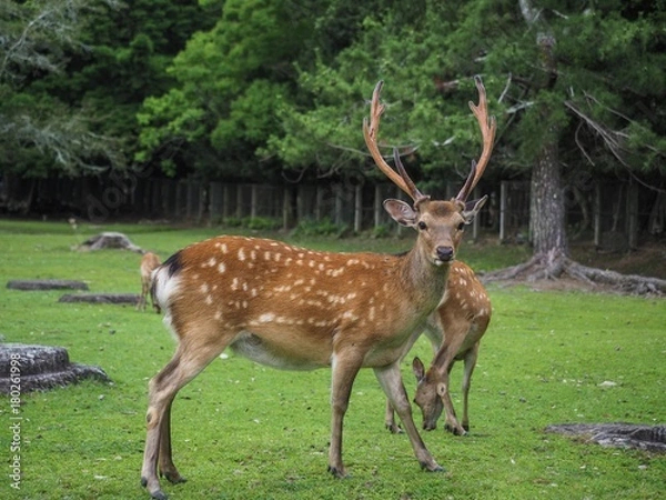 Obraz Hirsch Rehe Wald Dammwild