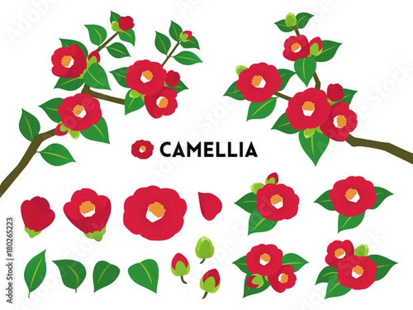 Obraz 椿　イラスト