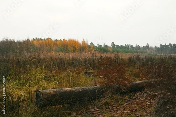 Obraz A serene autumn landscape featuring wild grasses, ferns, and natural vegetation leading toward a distant forest in muted seasonal colors. 