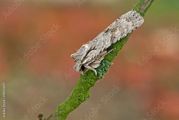 Obraz Hellgraue Holzeule