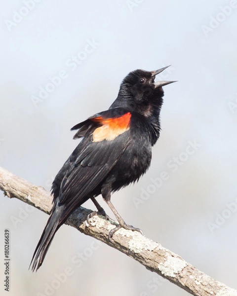 Obraz Red-winged Blackbird