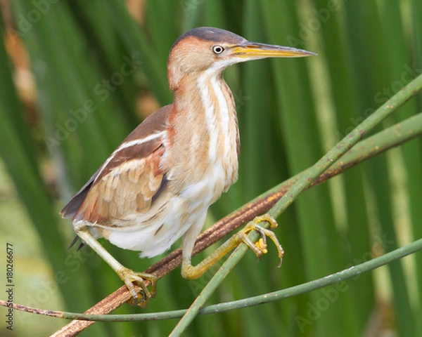 Obraz Least Bittern