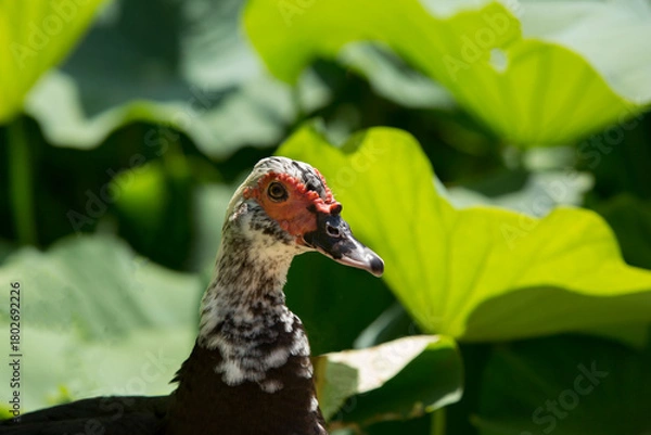 Fototapeta A close-up portrait of a Muscovy duck in nature