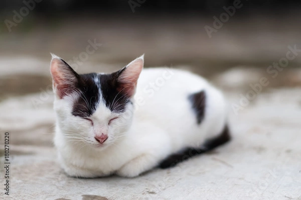 Obraz cat napping on the floor