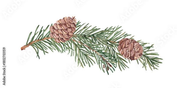 Fototapeta Pine or Fir Branch with cones. Watercolor Hand painted illustration of Winter forest plant with green needles on white background. Pine or Spruce Twig For Christmas design, festive decor, packaging