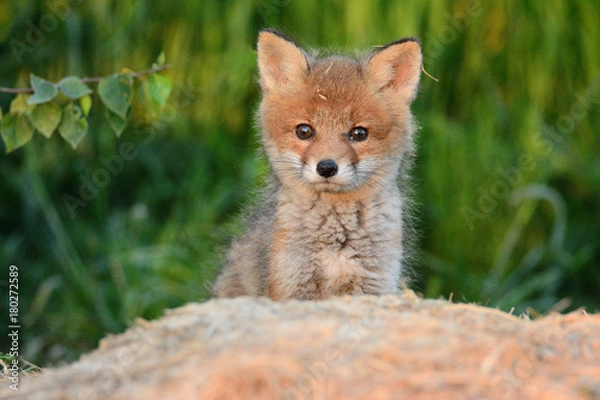Obraz Baby fox