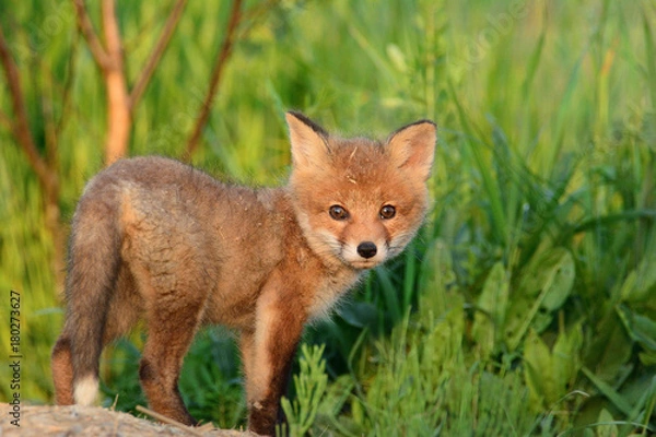 Obraz Baby fox