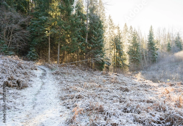 Fototapeta Forest path in winter landscape