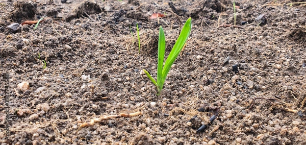 Fototapeta Vibrant, tall garlic shoot standing proudly in a cultivated garden. A perfect visual for sustainable success, environmental concepts, and farm-to-table narratives