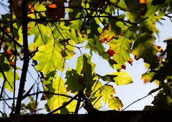 Fototapeta Autumn sunlight filters through the green and slightly browned leaves of a Northern Red Oak, highlighting their lobed shapes against the bright sky.