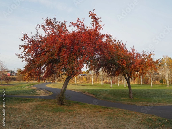 Obraz Two trees with blazing fall color form a natural arch over a walking path in the park on a sunny morning.