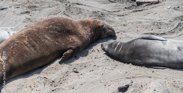 Obraz Northern Elephant Seal on the beach at Piedras Blancas CA